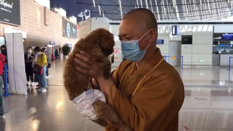 Buddhist Monk Dedicates Life to Rescuing Thousands of Stray Dogs