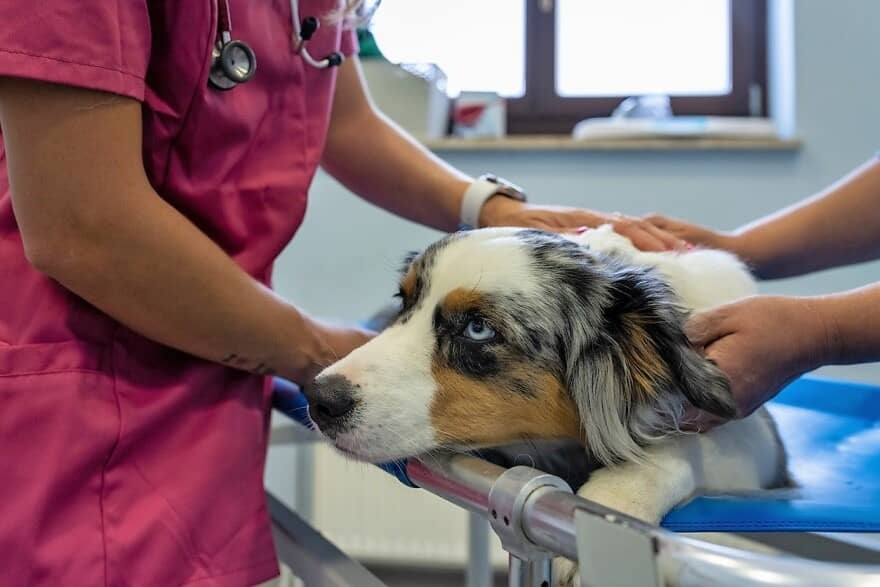 dogs amid respiratory mystery illness