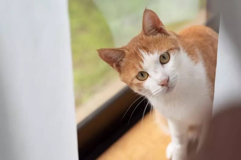 Cat’s Great Escape Caught on Camera: Brother-in-law’s Oversight Allows Freedom Dash